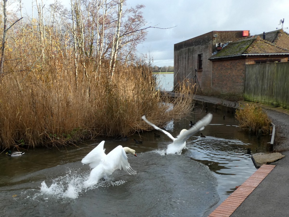 labuť velká - ML646401295