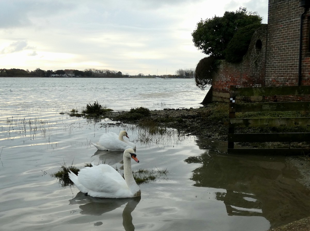 labuť velká - ML646401296