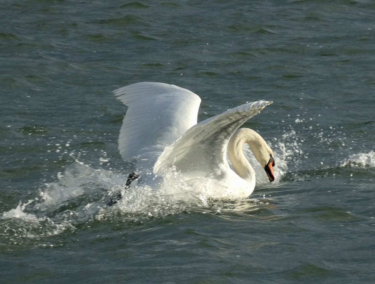 labuť velká - ML646401297