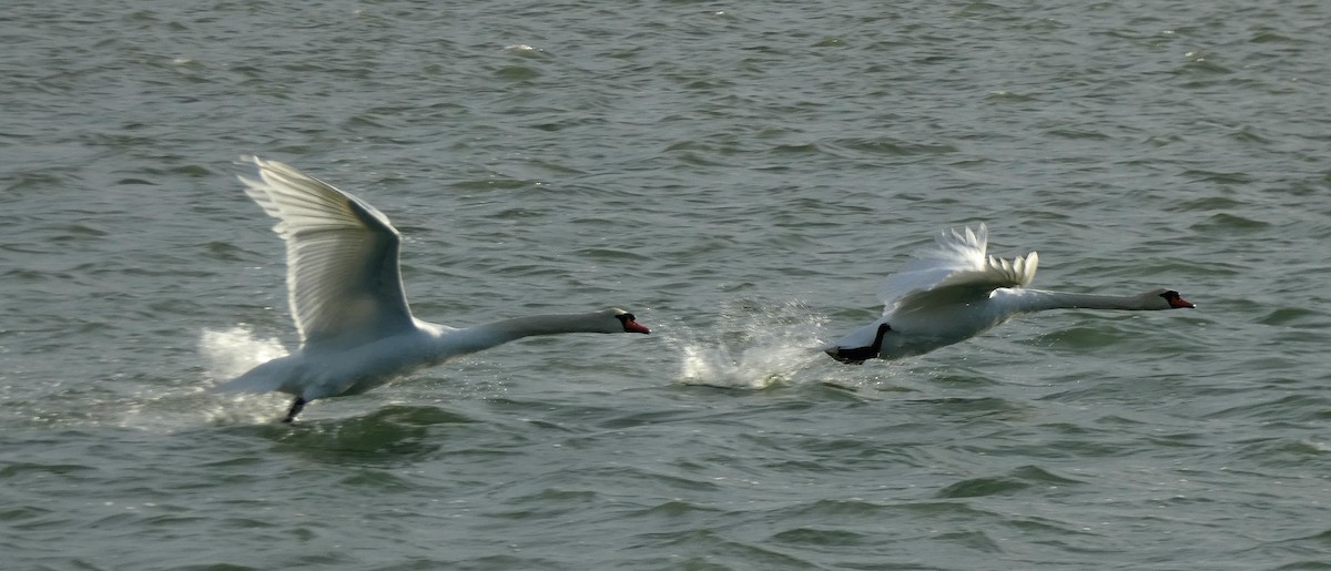 labuť velká - ML646401298