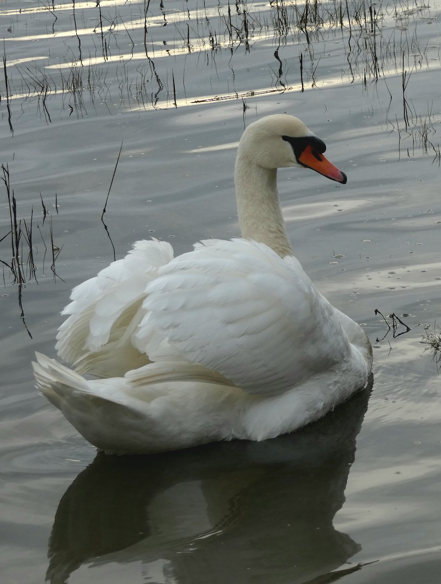 labuť velká - ML646401299