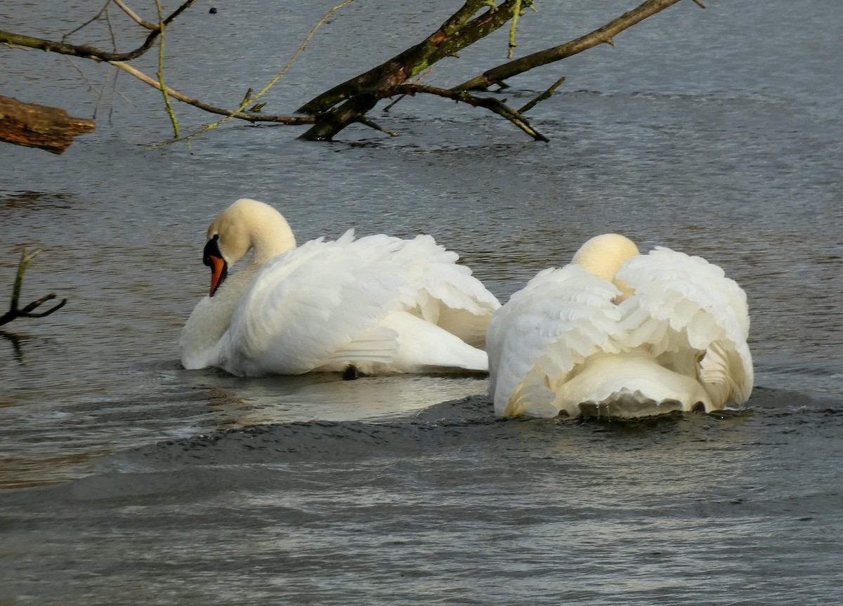 labuť velká - ML646401300