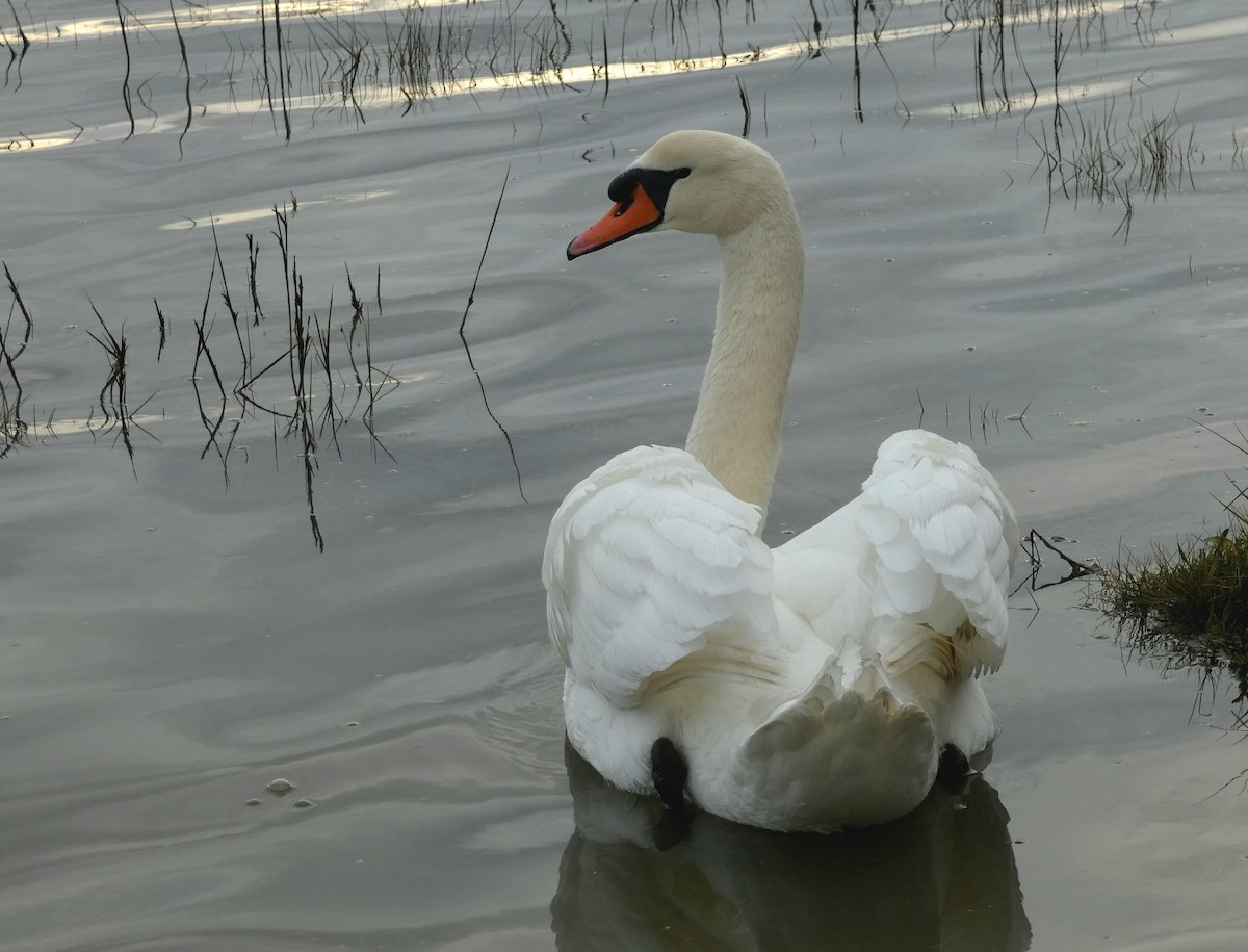 labuť velká - ML646401301