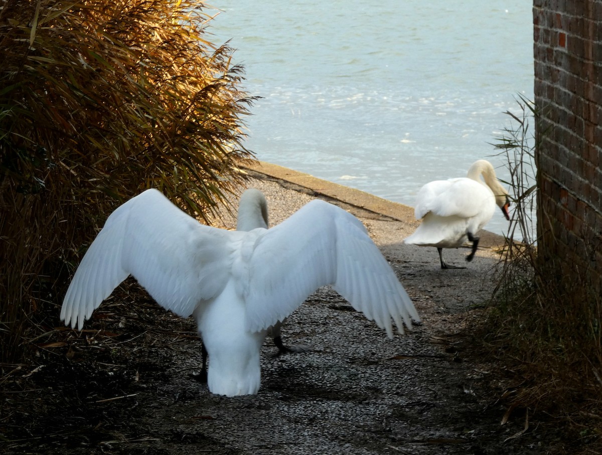 labuť velká - ML646401302