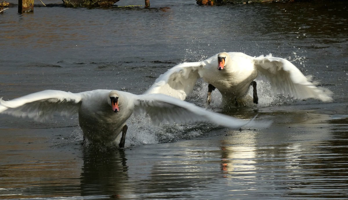 labuť velká - ML646401303