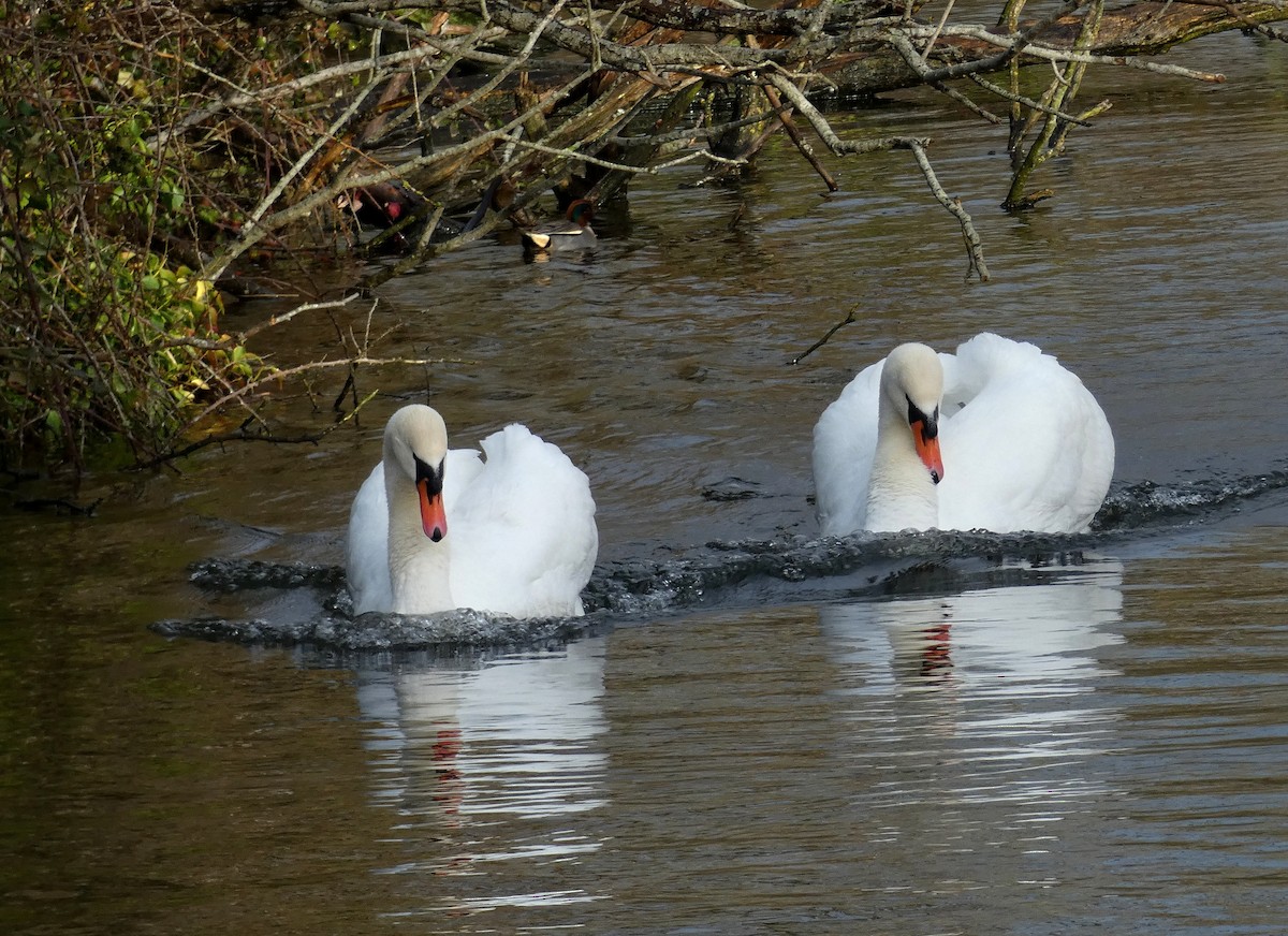 labuť velká - ML646401304