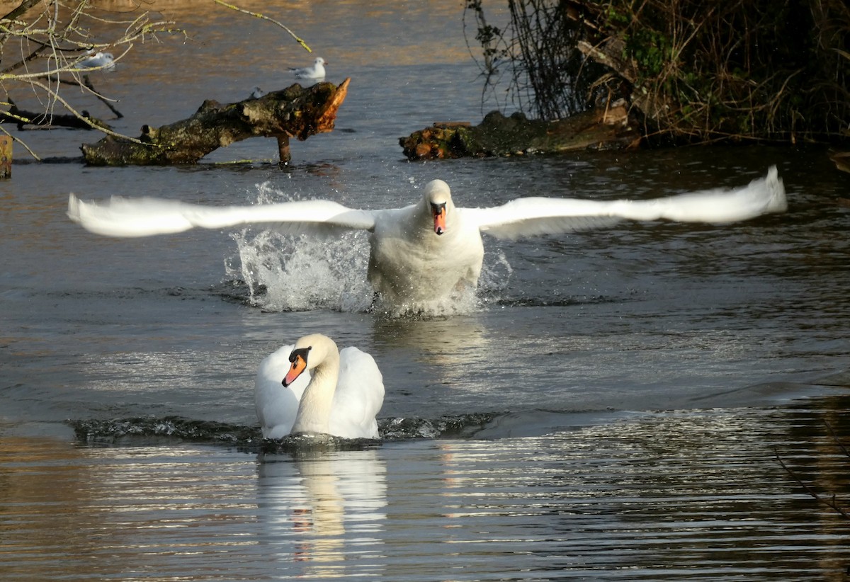 labuť velká - ML646401305