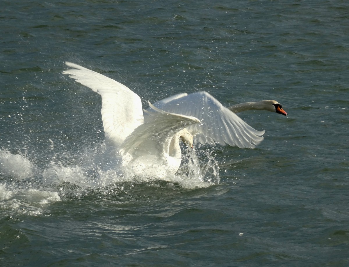 labuť velká - ML646401306