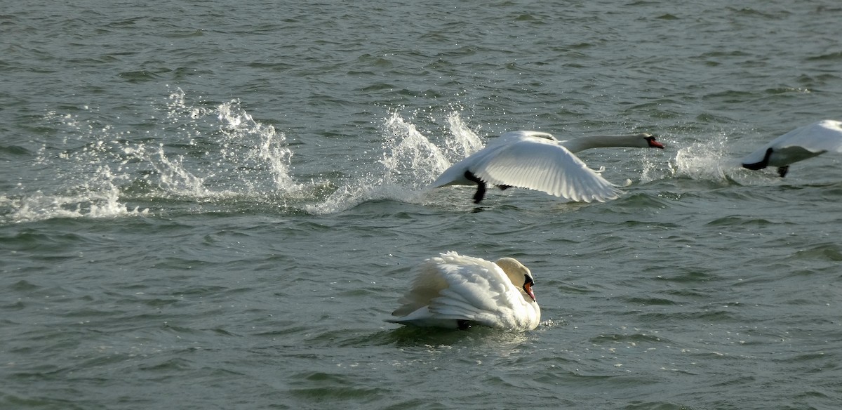 labuť velká - ML646401307