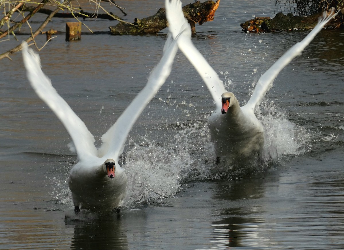 labuť velká - ML646401308