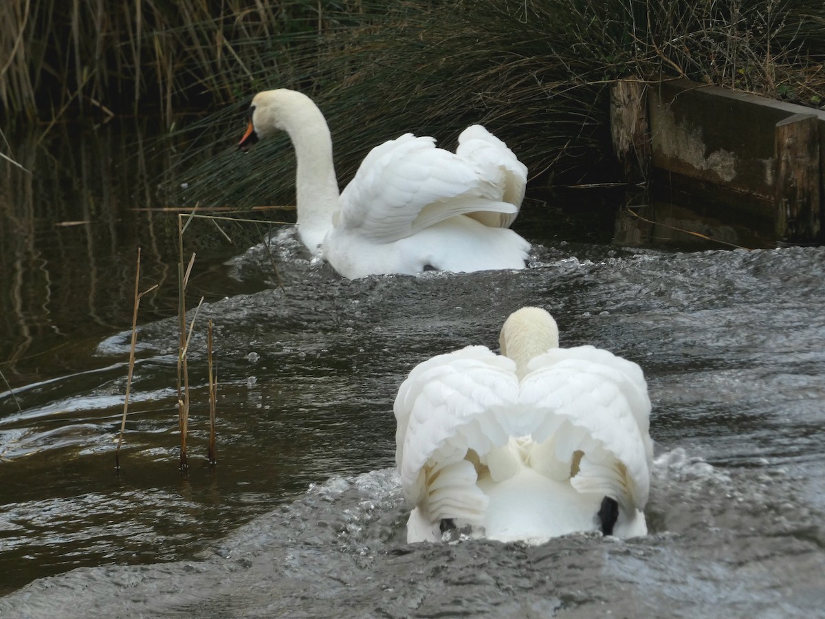 labuť velká - ML646401309