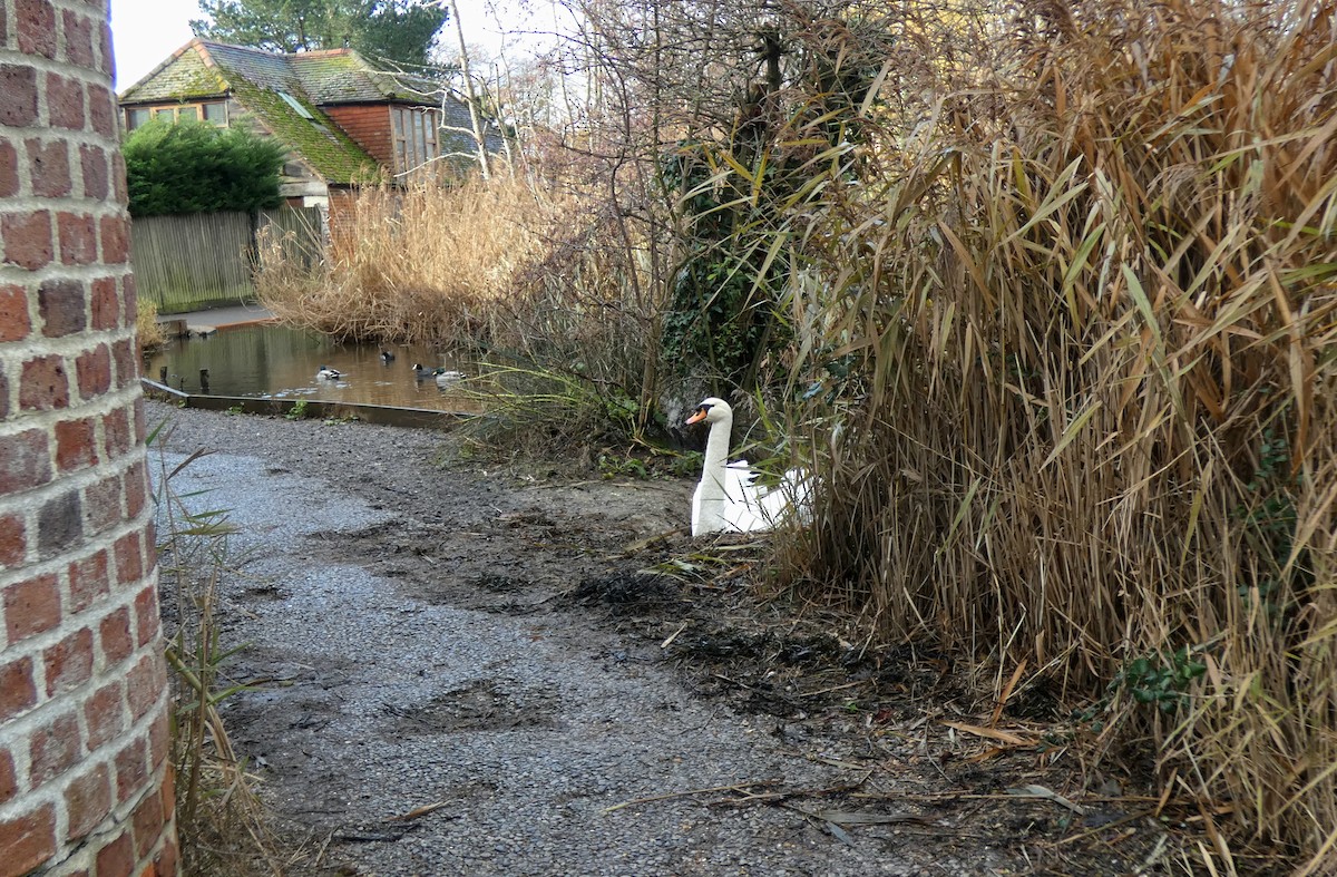 labuť velká - ML646401310