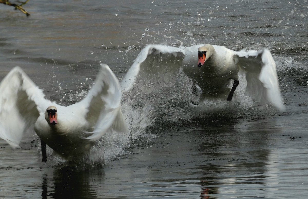 labuť velká - ML646401311