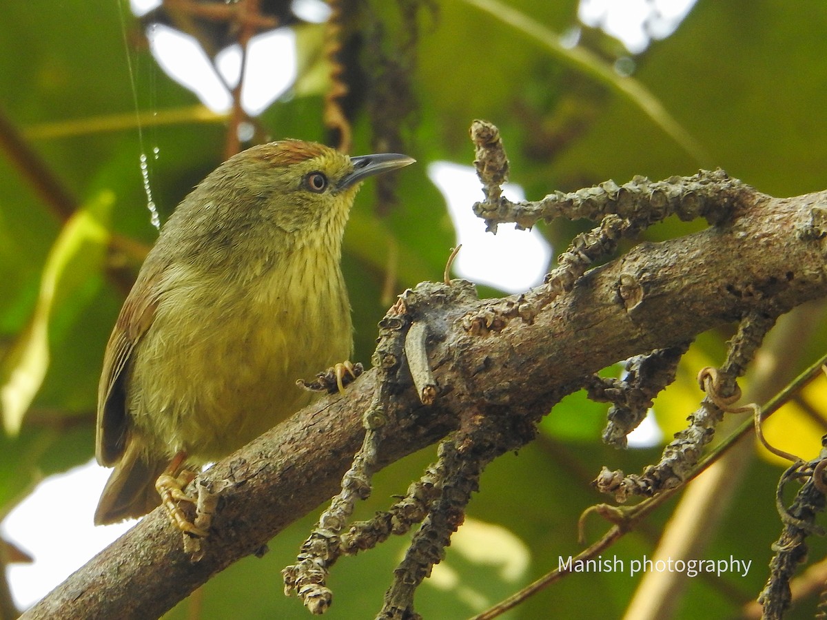 Timalie à gorge striée - ML646401313