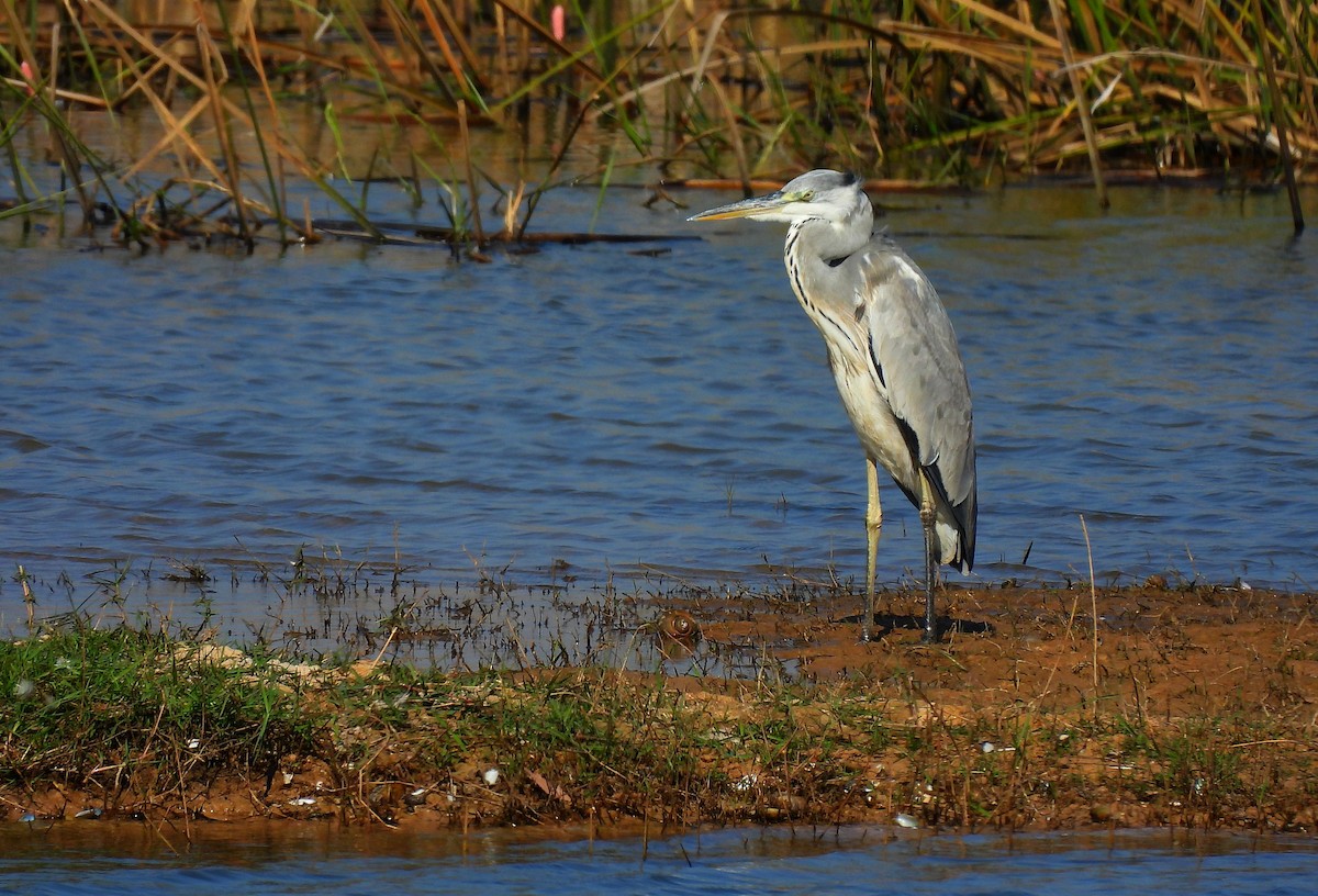 Gray Heron - ML646401317