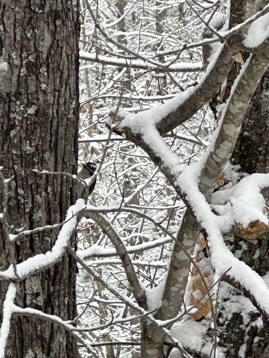 Downy Woodpecker - ML646401329