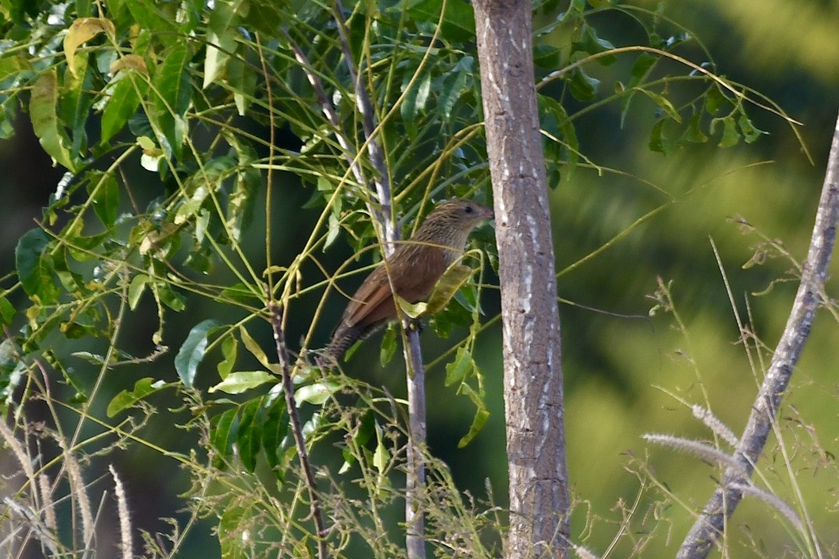 Lesser Coucal - ML646401332