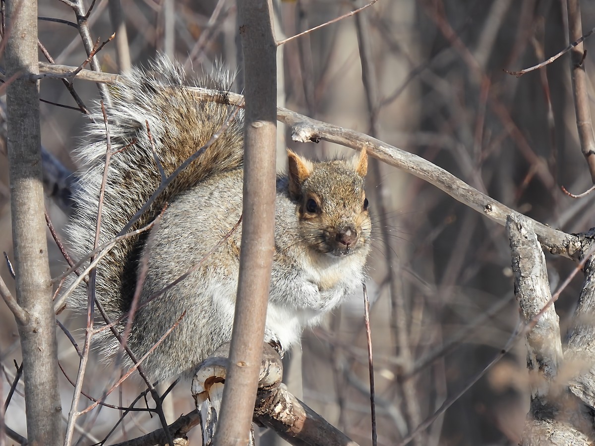 Mammals - ML646401333