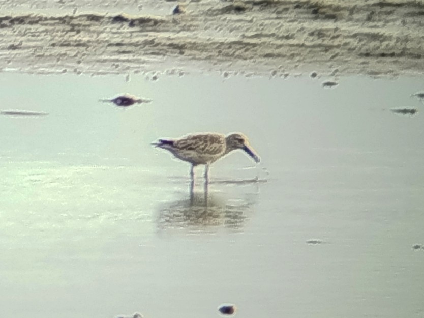 sibirsnipe - ML646401334