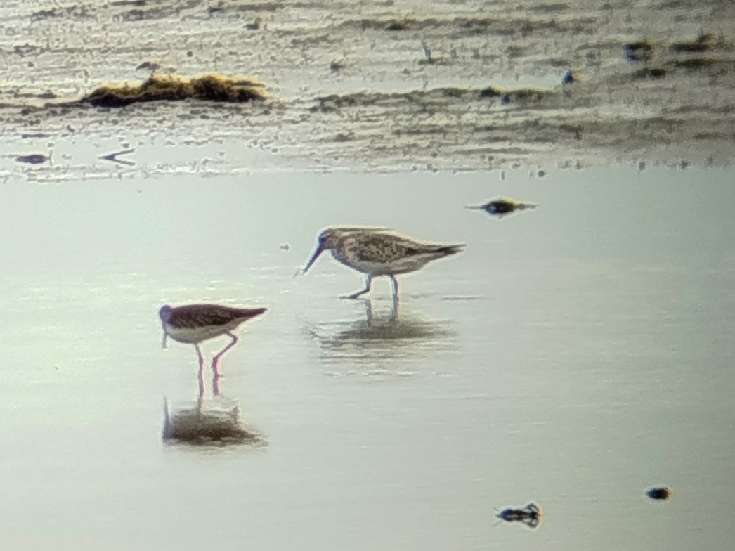 sibirsnipe - ML646401335