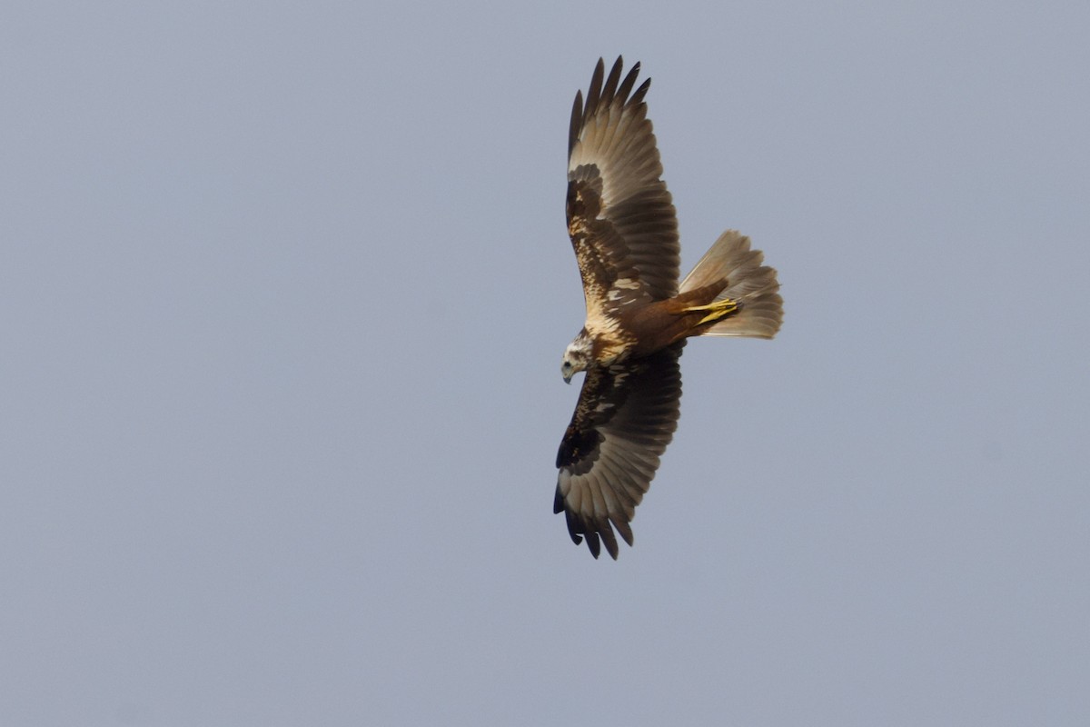 moták východní - ML646401336