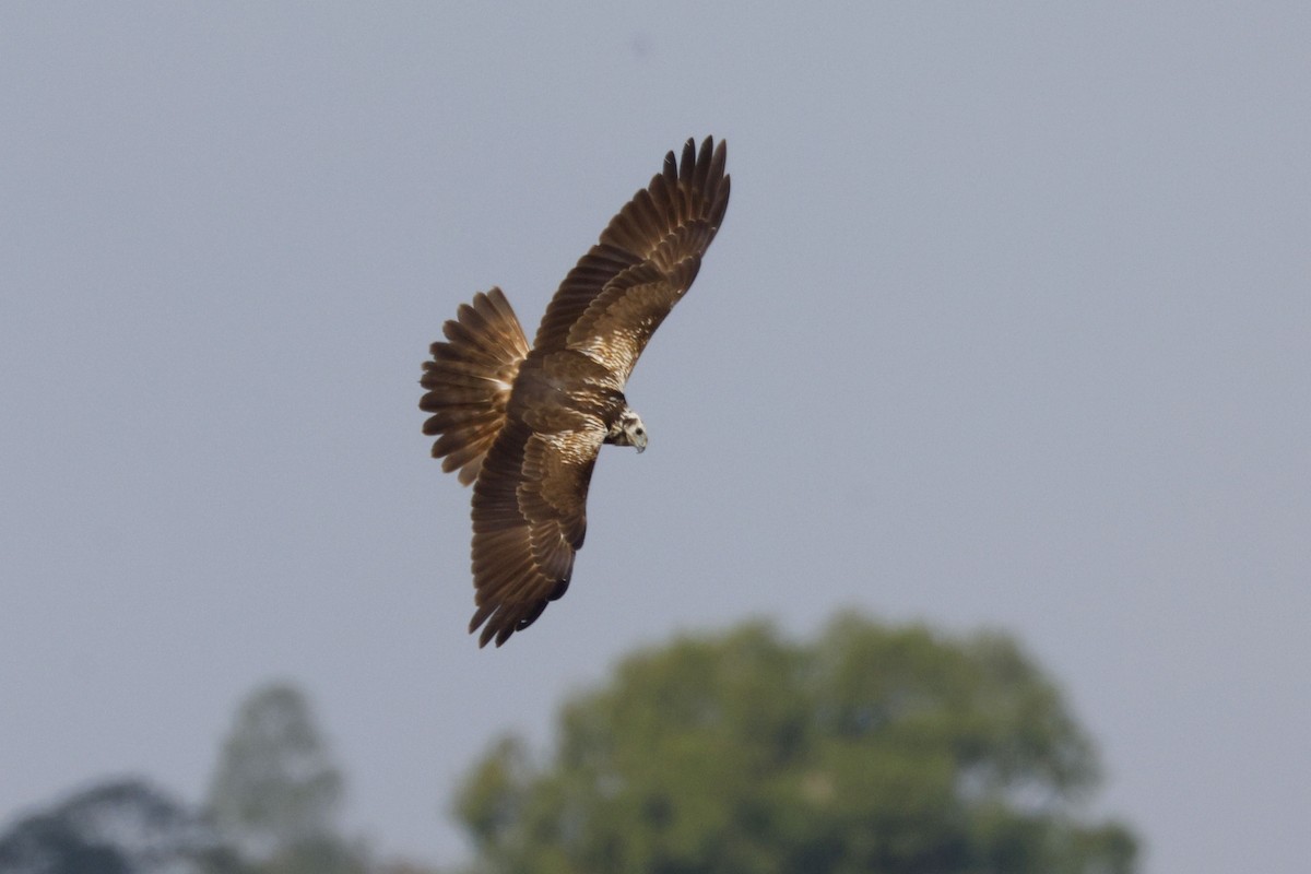 moták východní - ML646401338