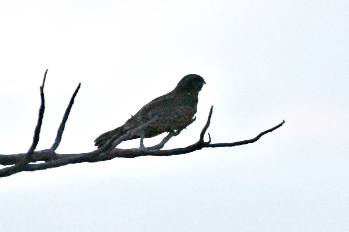 Savanna Nightjar - ML646401339