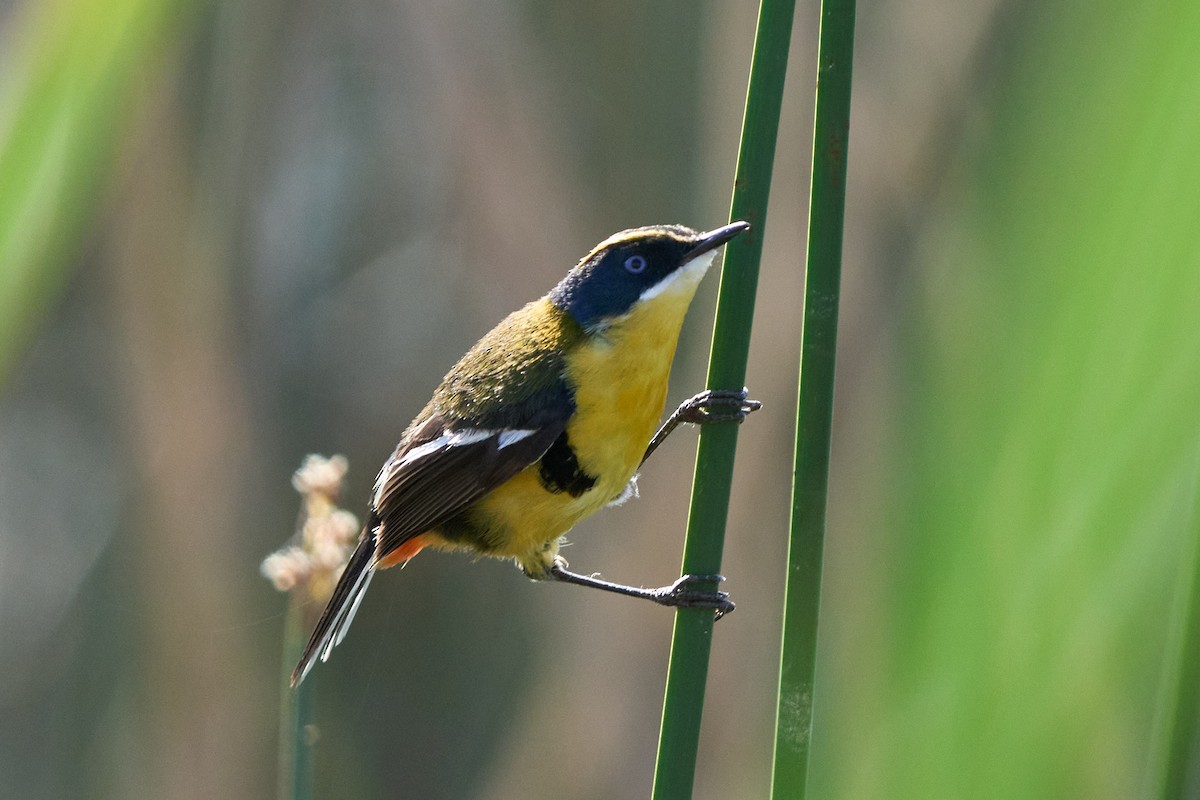 Many-colored Rush Tyrant - ML646401341