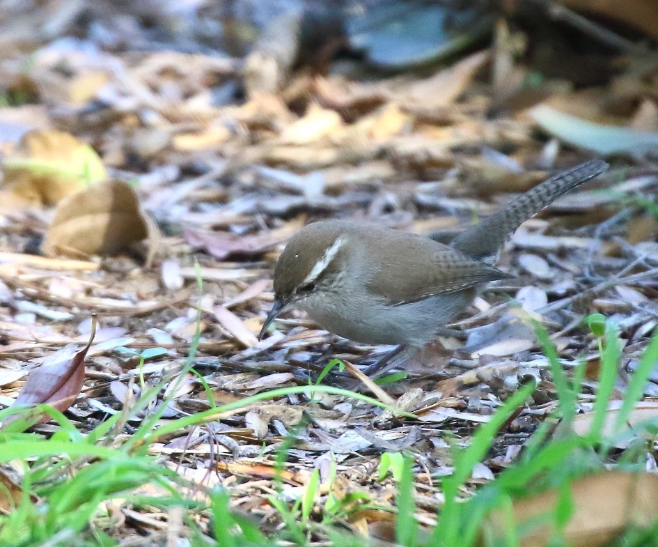 Bewick's Wren - ML646401343