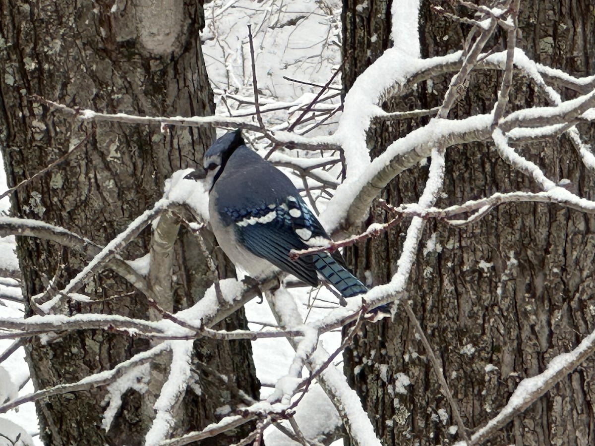 Blue Jay - ML646401346