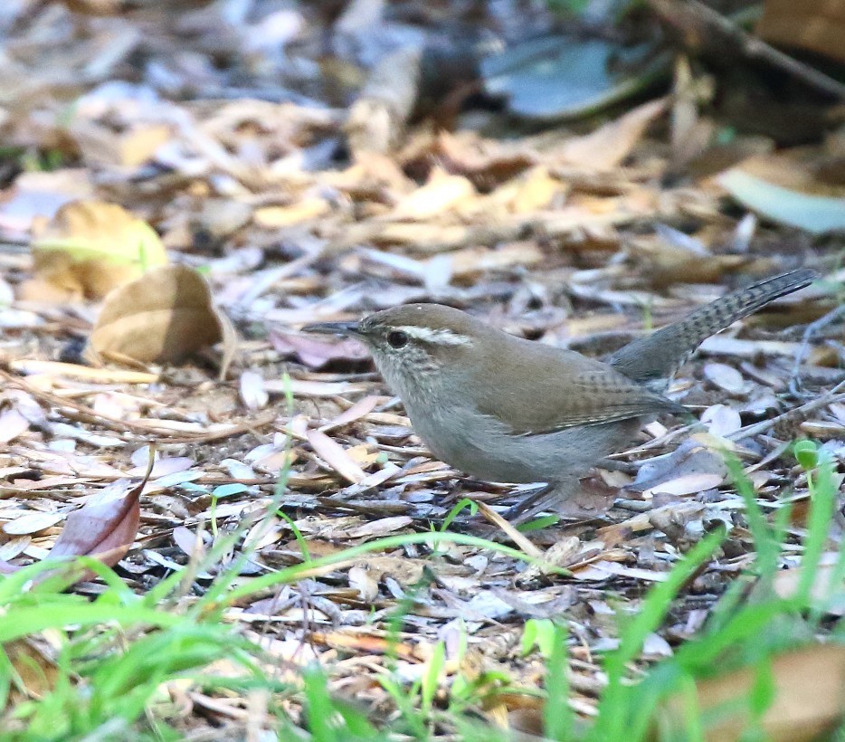 Bewick's Wren - ML646401347