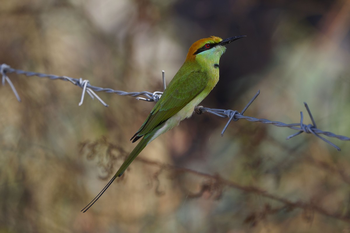 Asian Green Bee-eater - ML646401348