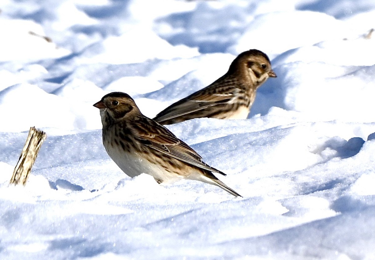 Подорожник лапландський - ML646401350