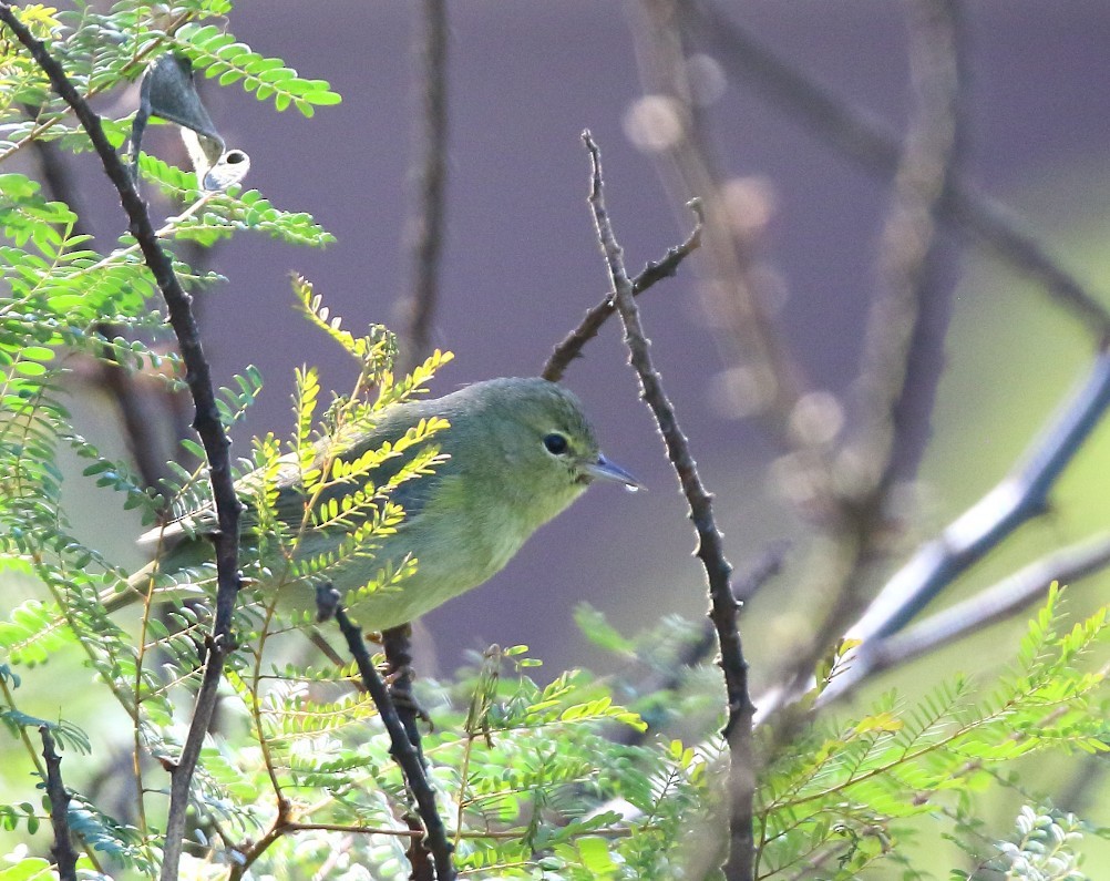 Orange-crowned Warbler - ML646401351