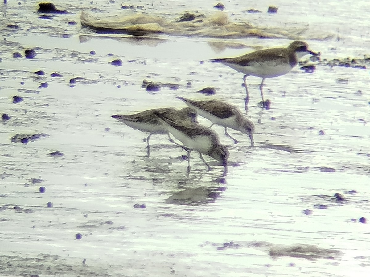 Broad-billed Sandpiper - ML646401352