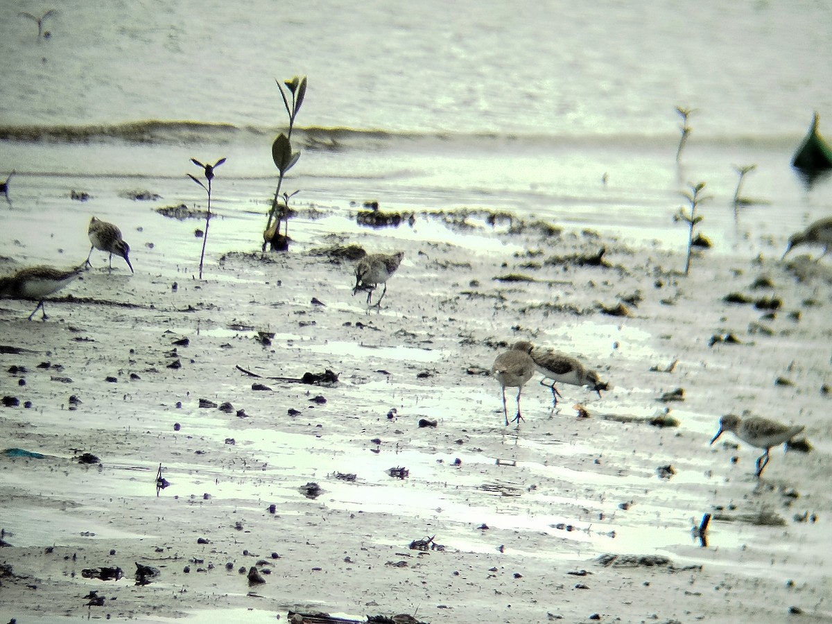 Broad-billed Sandpiper - ML646401353