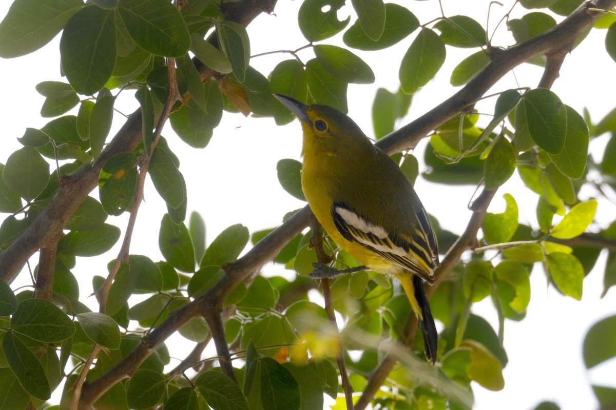 Common Iora - ML646401356
