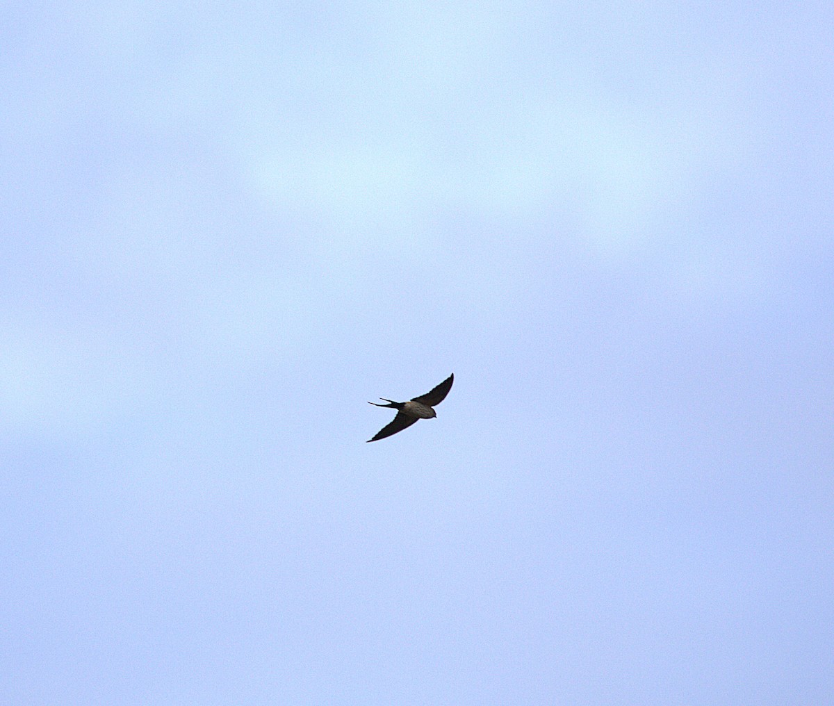 vlaštovka skalní - ML646401365