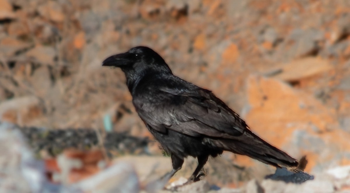 Common Raven - ML646401368