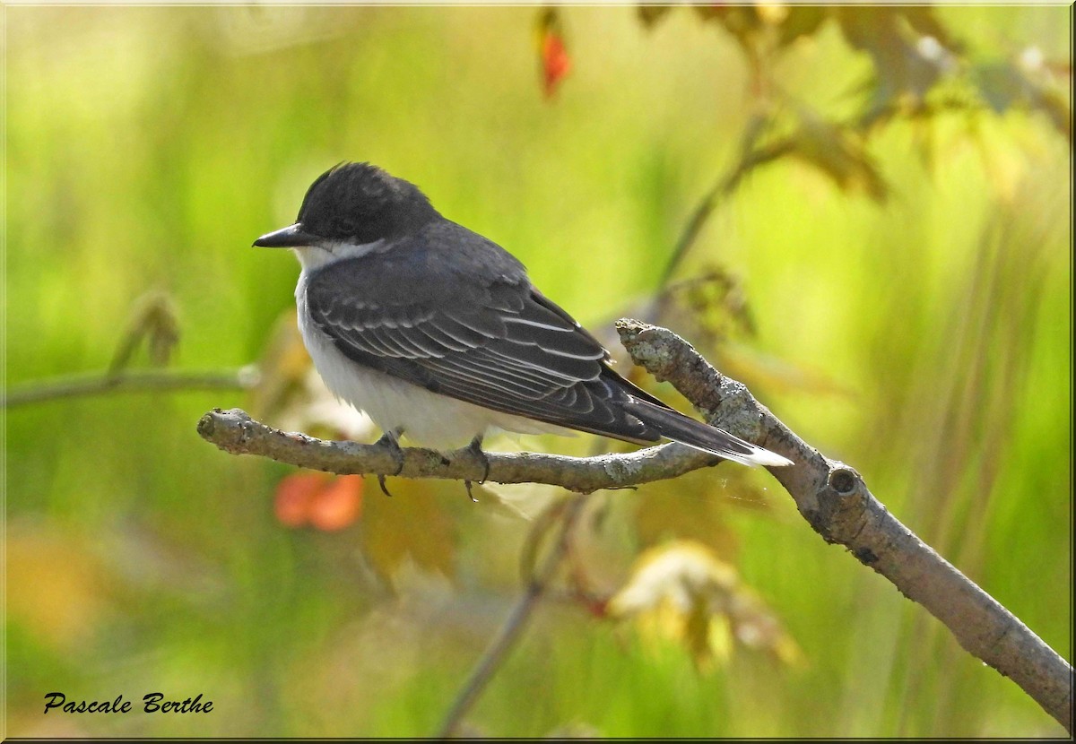 Tyran tritri - ML646401369