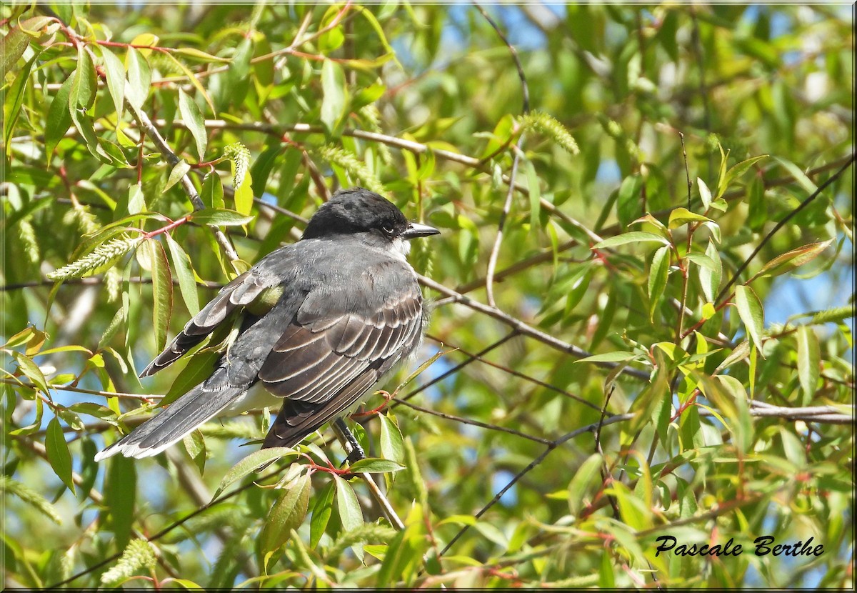 Tyran tritri - ML646401371