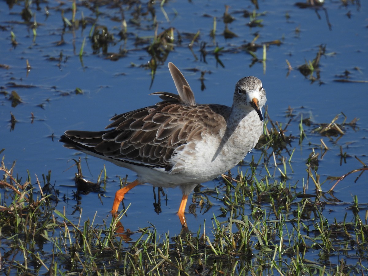 流蘇鷸 - ML646401372