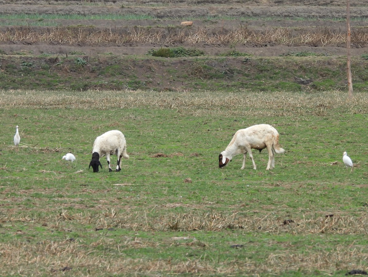 Western Cattle-Egret - ML646401373