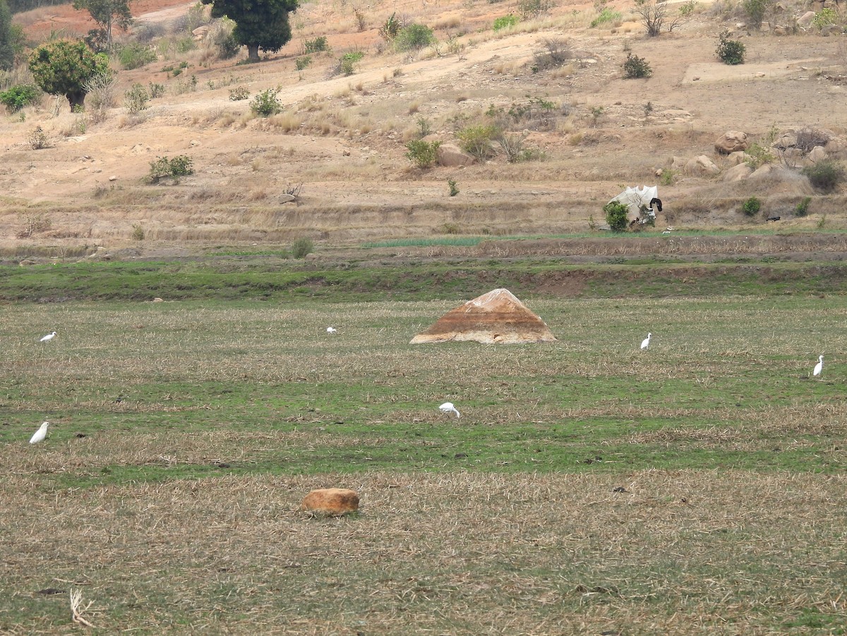 Western Cattle-Egret - ML646401374