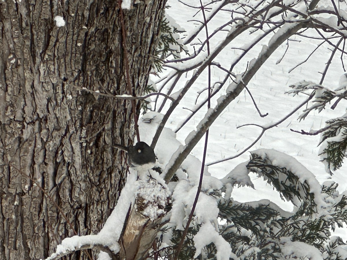 Dark-eyed Junco - ML646401377