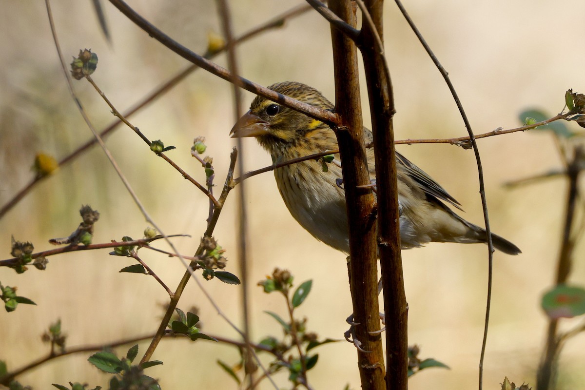 Streaked Weaver - ML646401379
