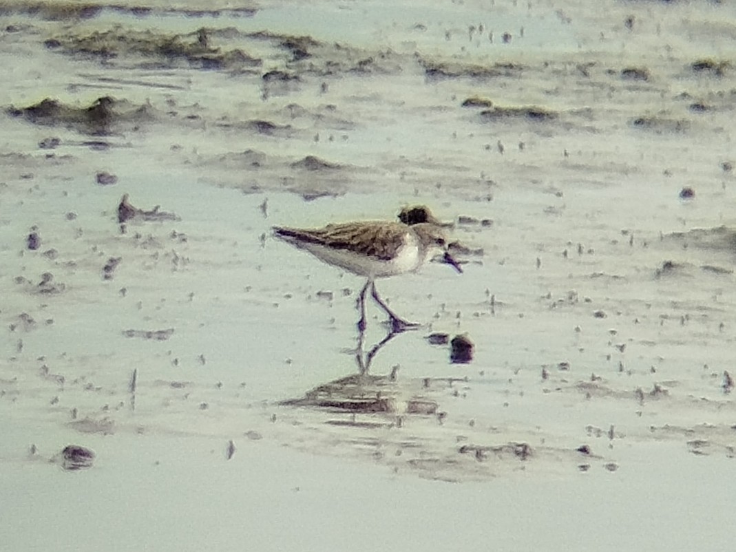 Red-necked Stint - ML646401380