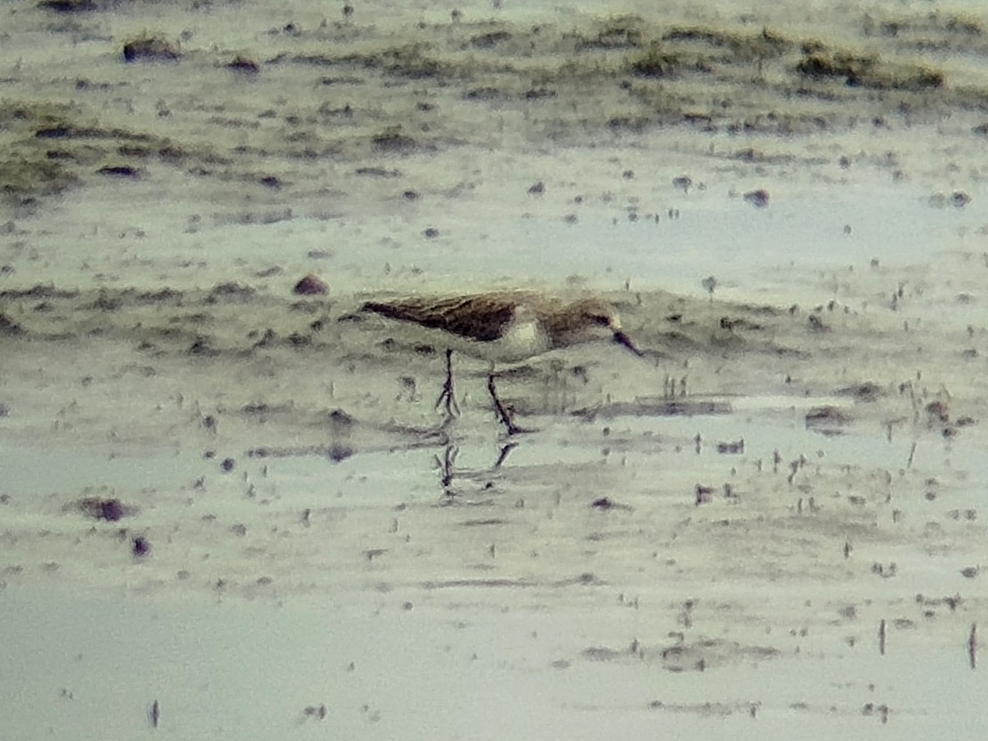 Red-necked Stint - ML646401381