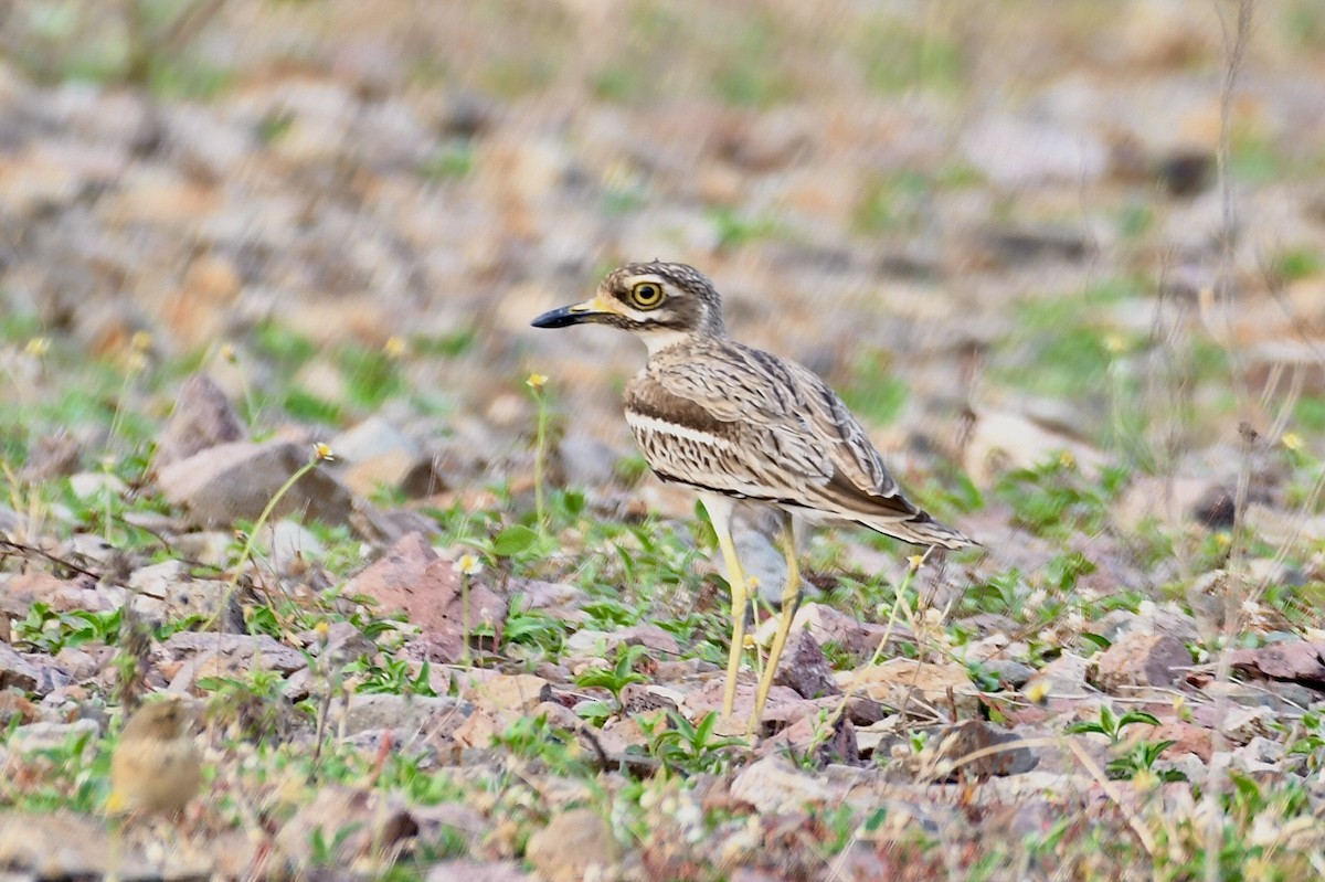 Indian Thick-knee - ML646401385