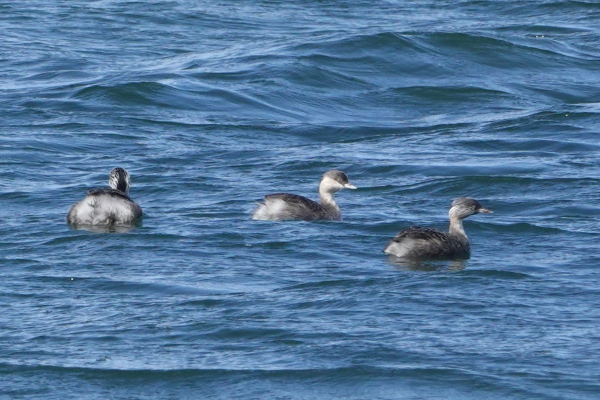Hoary-headed Grebe - ML646401388